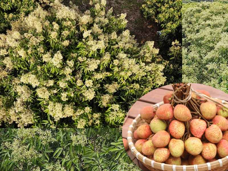 Phác đồ xử lý ra hoa vải U Hồng hiệu quả cao theo từng giai đoạn sinh lý